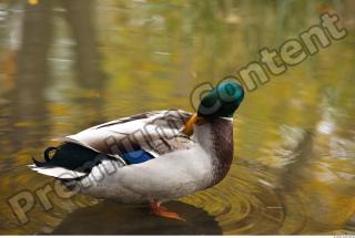 Duck drake texture 0014